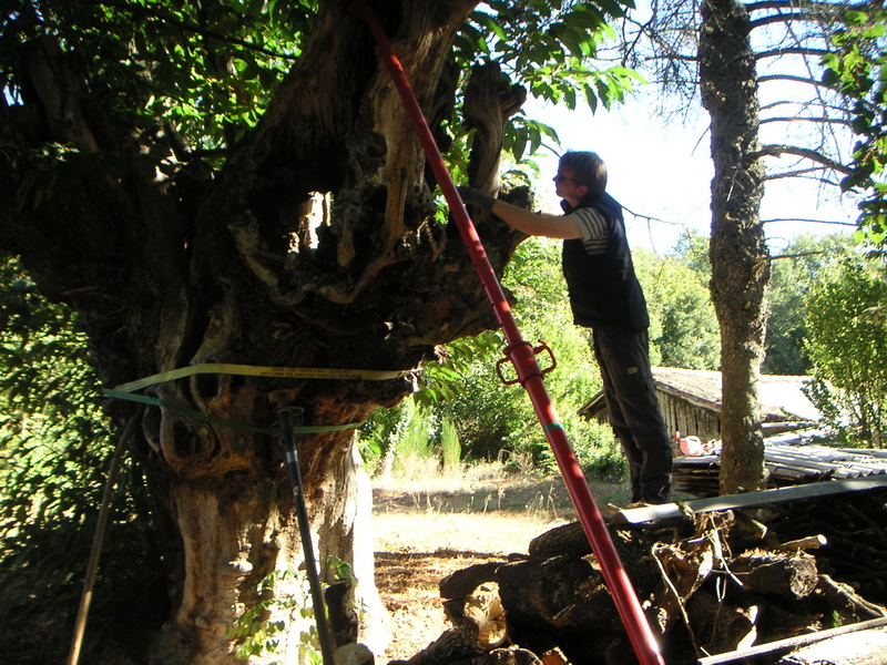 Arbol