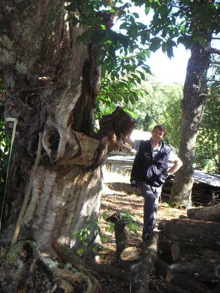 Arbol