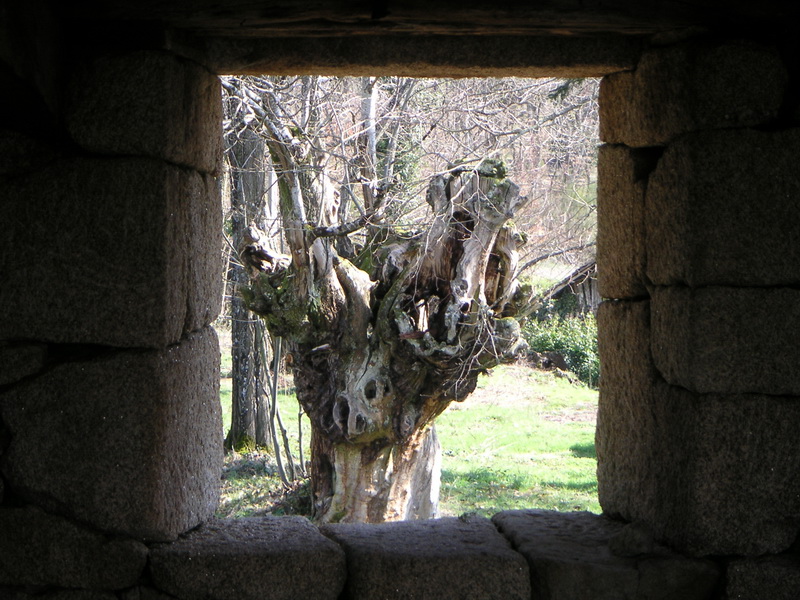 Arbol desde la ventana
