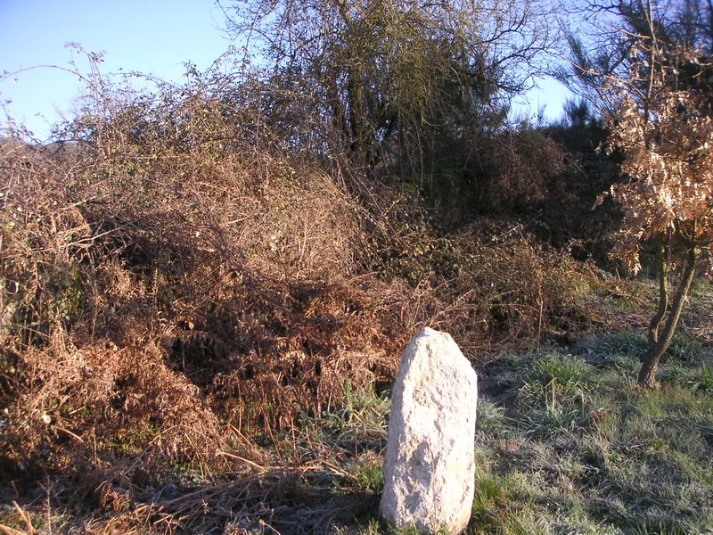 Ramas secas con piedra