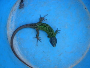 Gecko