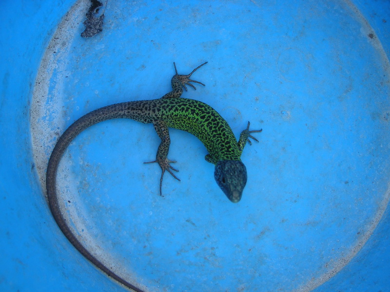Gecko