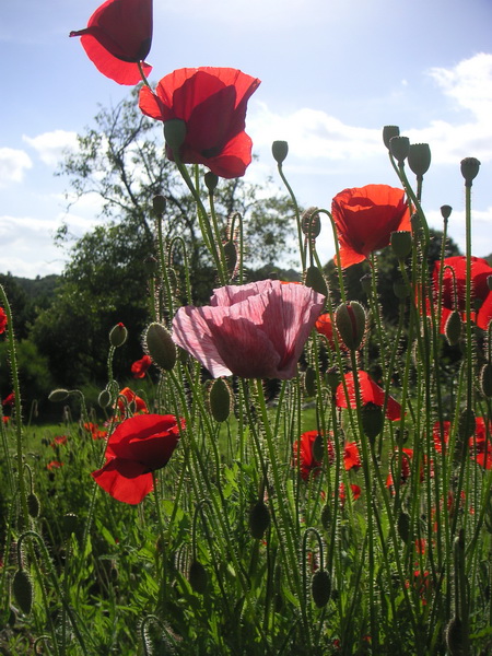 Flores