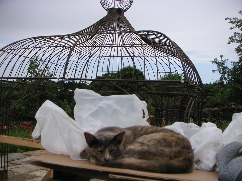 Gato dormido