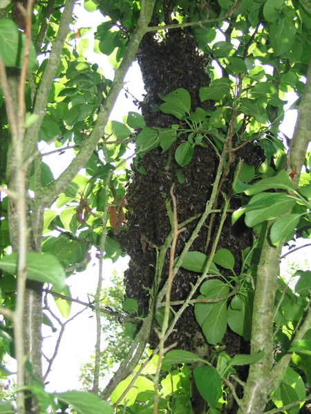 Y, de repente teníamos un enjambre de abejas. Justo al lado de Rosa, jardinando en la huerta: