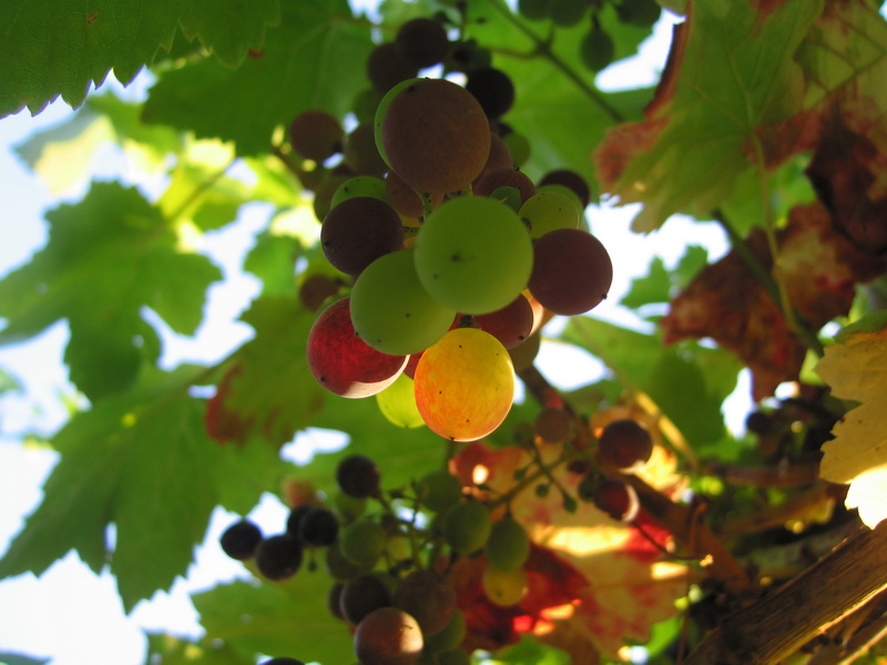 Y aquí las uvas del cenador: