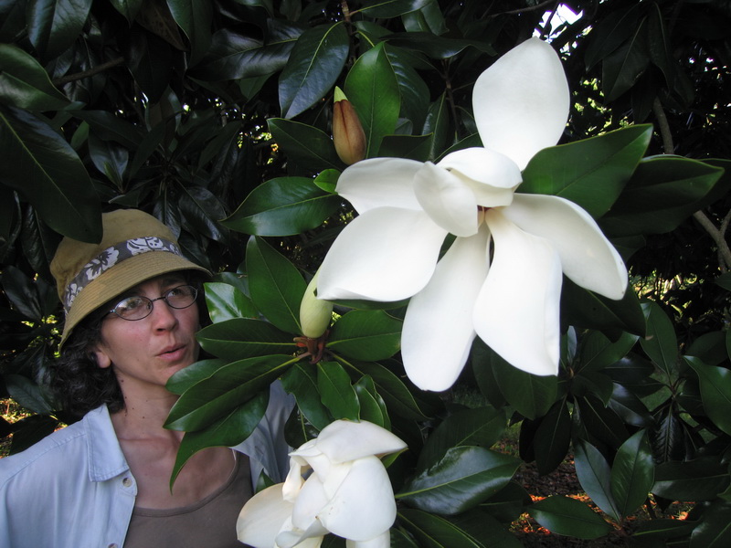 Las flores de los magnolios no sólo huelen de maravilla sino también tienen un tamaño impresionante.