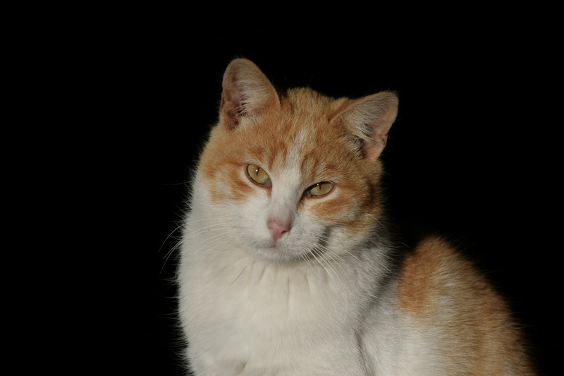 Blondie, un gato precioso, también de 3 años apareció muerto en una pradera después de haber estado desaparecido durante varios días. Adios, Blondie.