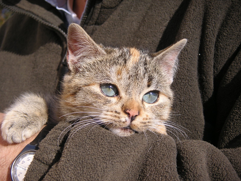 Por desgracia no todo son buenas noticias. Bufi, una gatita de 3 años, recibió una tremenda patada por detrás durante las fiestas de la aldea, lo que ocasionó una rotura tan complicada que no quedó más remedio que amputarle una pata trasera. Tras la operación se fueron complicando las cosas ya que resultó padecer diabetes y a pesar de nuestros esfuerzos y los de los veterinarios no pudimos hacer nada para salvarla. Murió el 4 de agosto. Bufi era una de las gatitas más confiadas y cariñosas del pazo. Adios, Bufi.