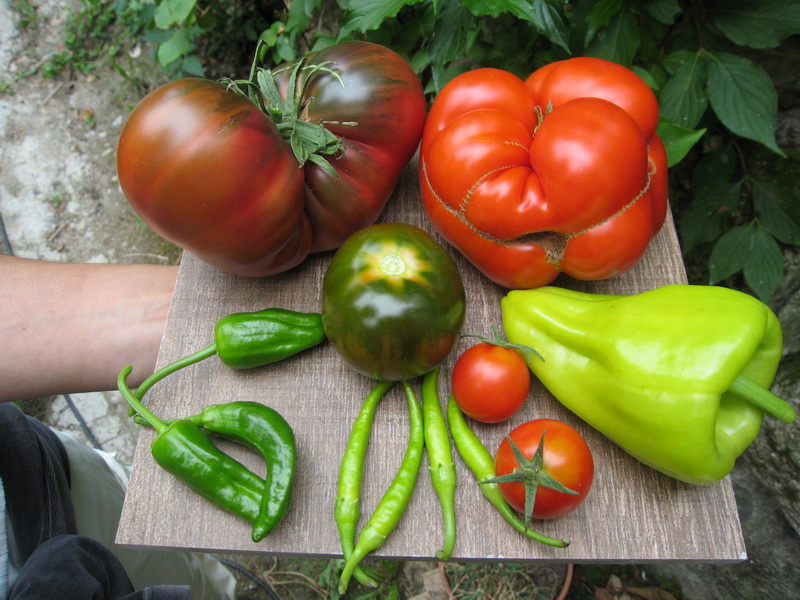 Cosecha de Verduras 2015