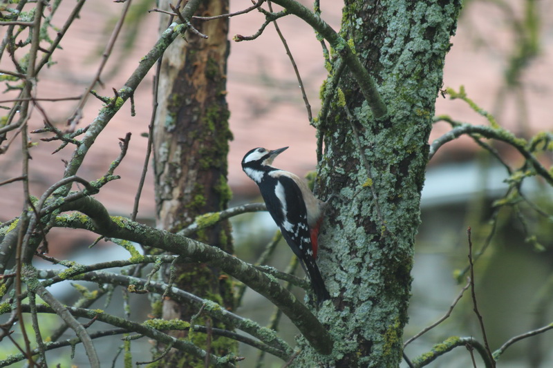 Pajaro en arbol