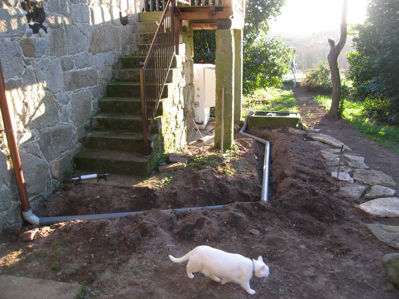 Gato inspecciona el terreno