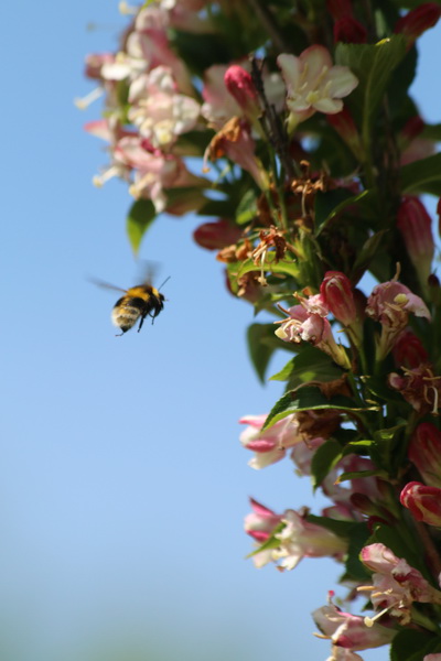 Abeja con flores