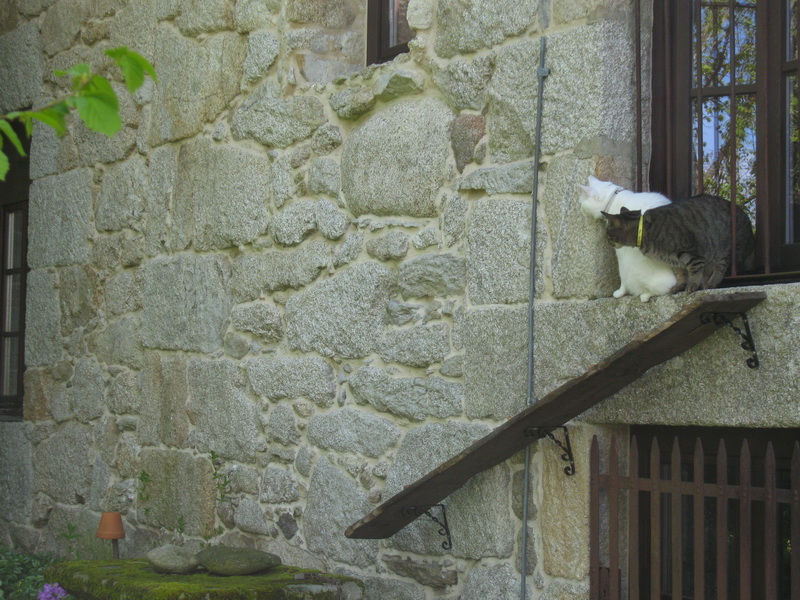 Gatos inspeccionan desde la altura