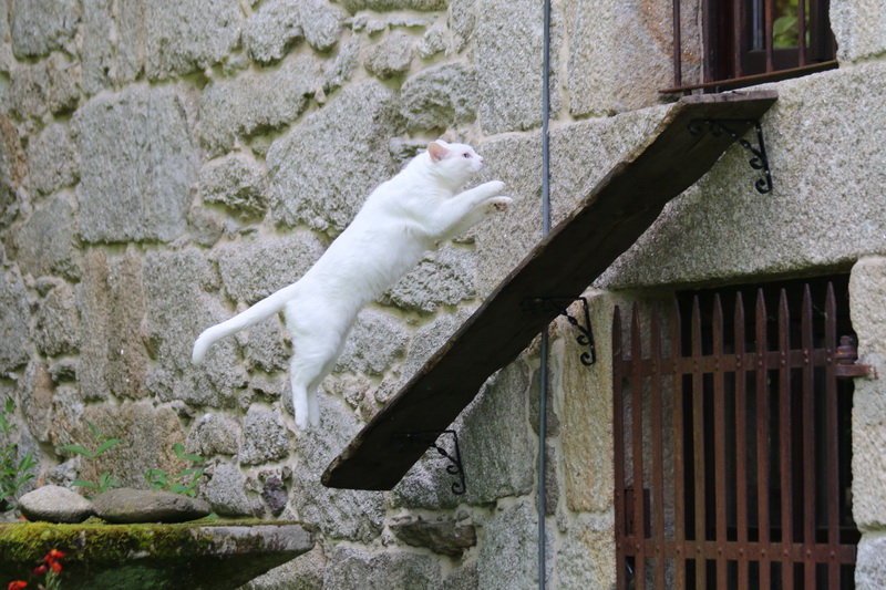 Gato saltando hacia arriba
