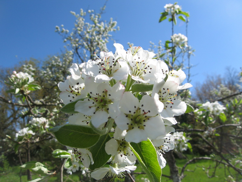 Flores