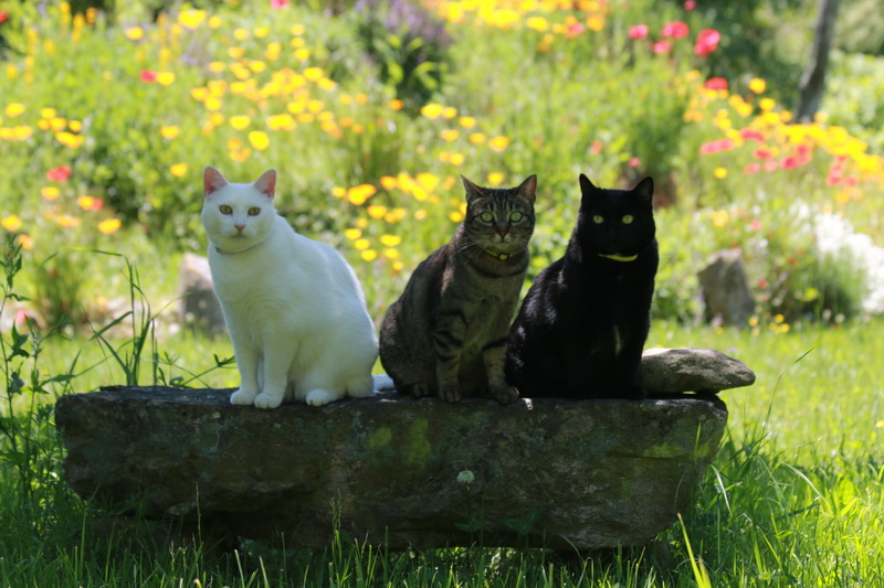 3 gatos en un tronco, tomando fresca