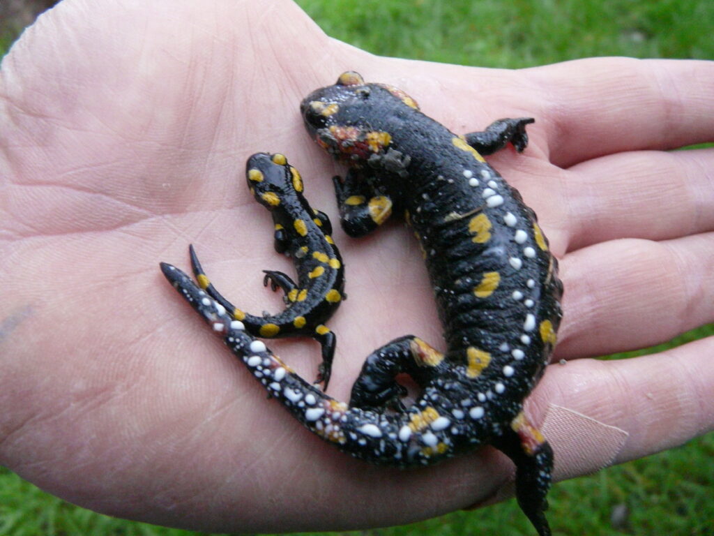Especies de reptiles de la zona
