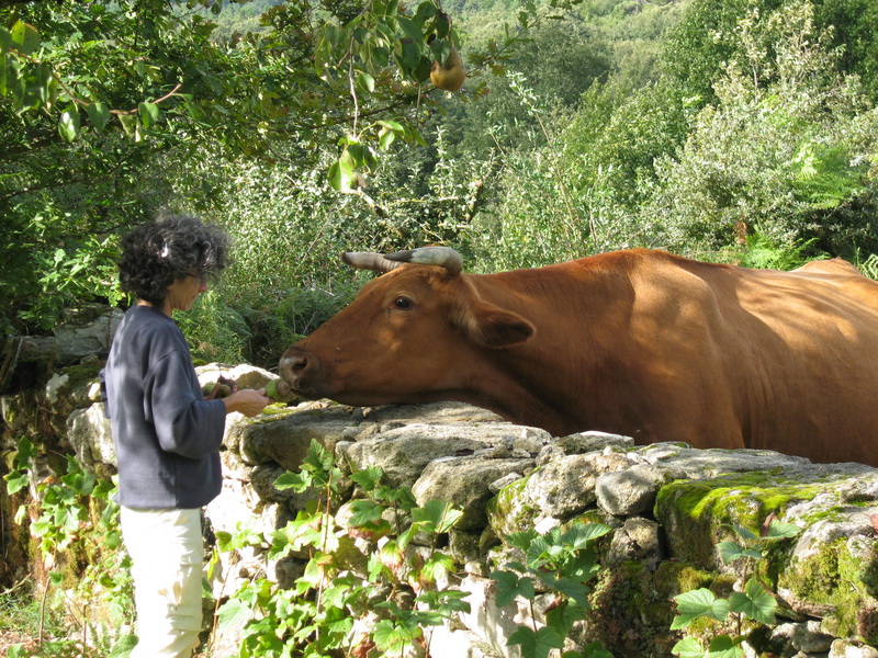 Este año había peras para dar y tomar. Las vacas en la finca de al lado estaban encantadas, algunas incluso dispuestas a hacer amistad a cambio de ellas.