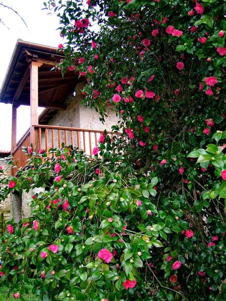 Pero la camelia sigue con sus flores, una vez que la nieve se fue:
