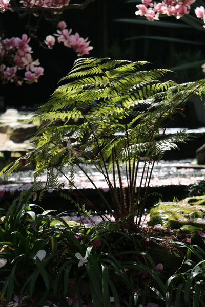 Pero no todo va a ser trabajo. Aquí en los jardines del Pazo de Quiñones de León en Vigo, una buena excursión para pasar un día de cumpleaños.