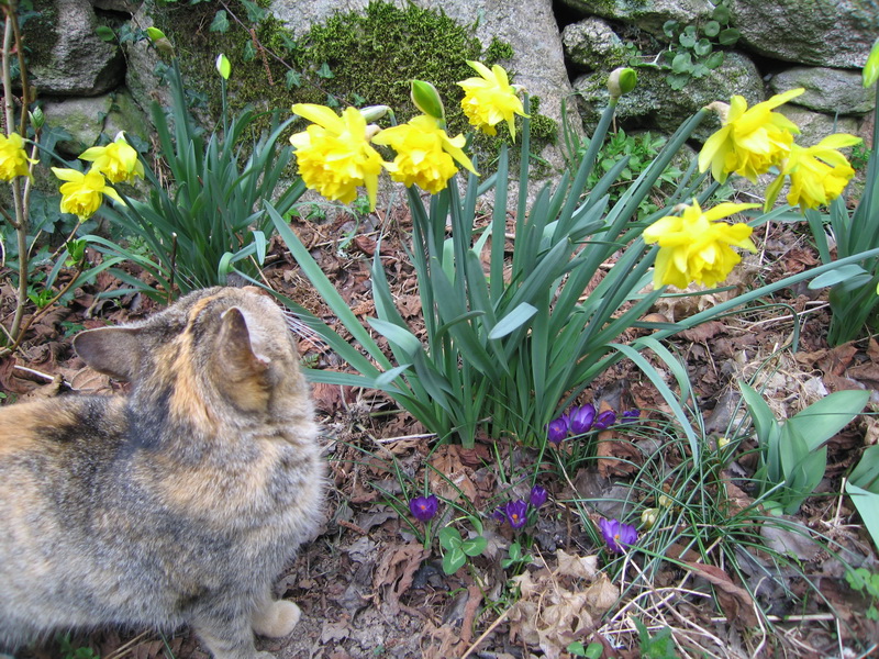 La primavera se asoma ya en algunos cuantos sitios de la huerta, aquí con Bufi: