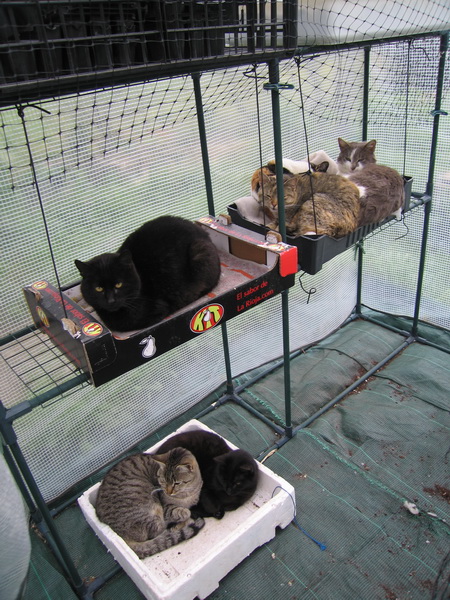 La instalación de la invernadero a principios de primavera tiene una gran acogida, especialmente entre los gatos.