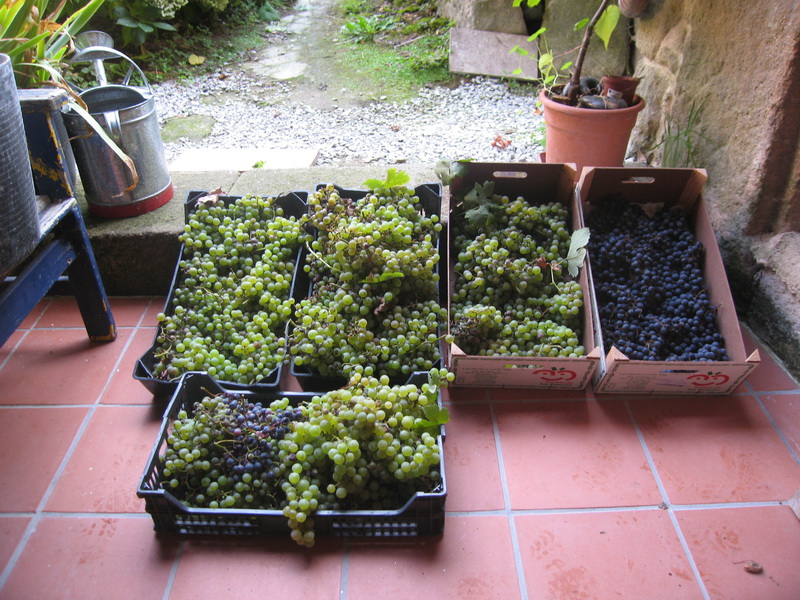 Cosecha de Uvas