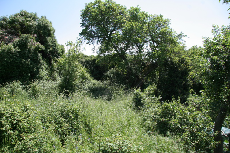 Arboles