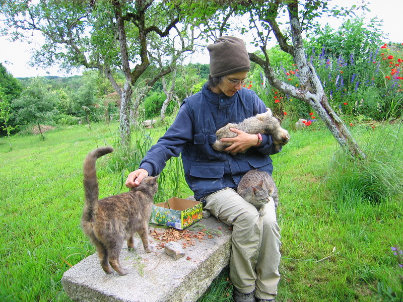 Gatos