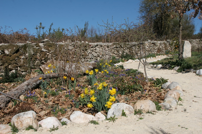Narcisos
