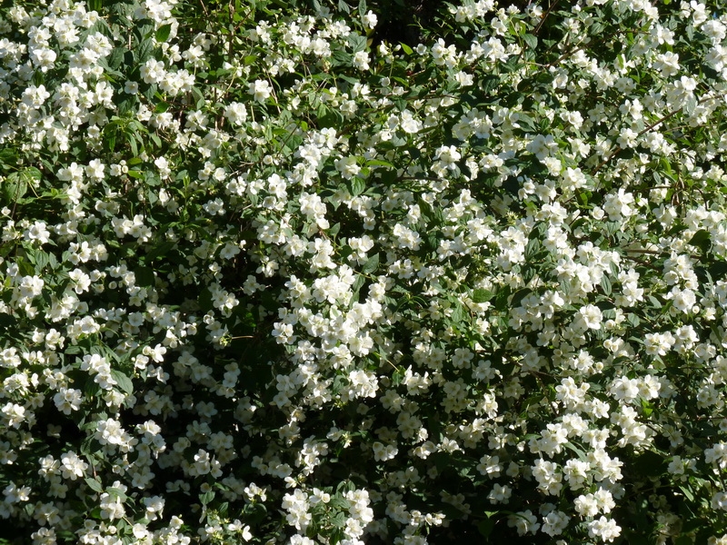 Y a continuación algunas fotos de la huerta en primavera, su mejor momento. La desventaja: hay que pasar el cortacesped y sacar hierbas de entre las flores cada dos por tres, pero el resultado compensa los esfuerzos.