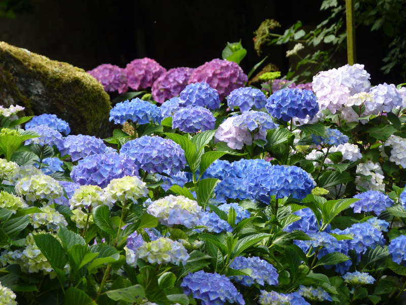 Plantas