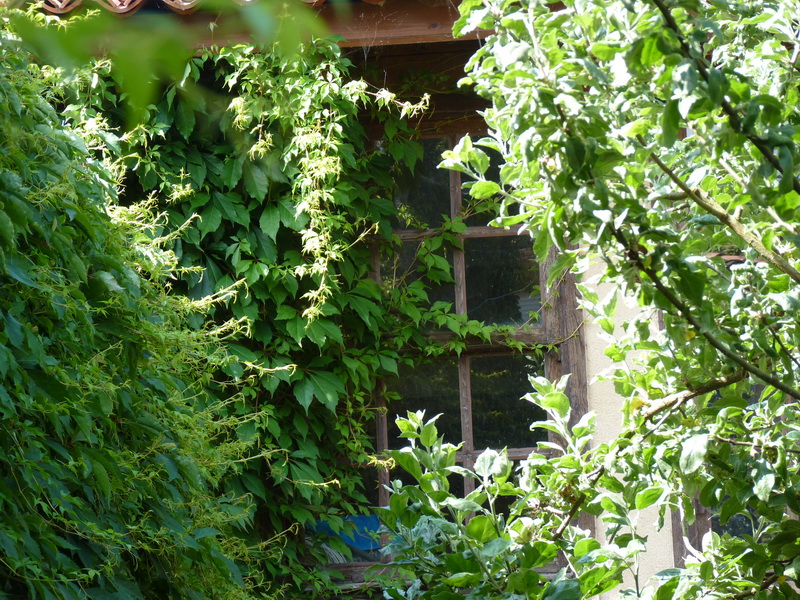 Plantas