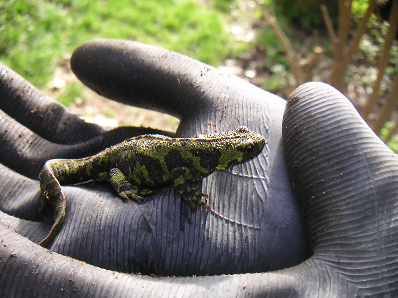 Gecko