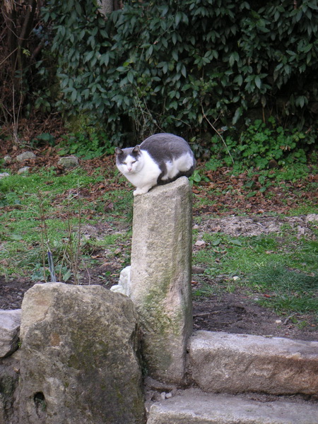 Gato en roca