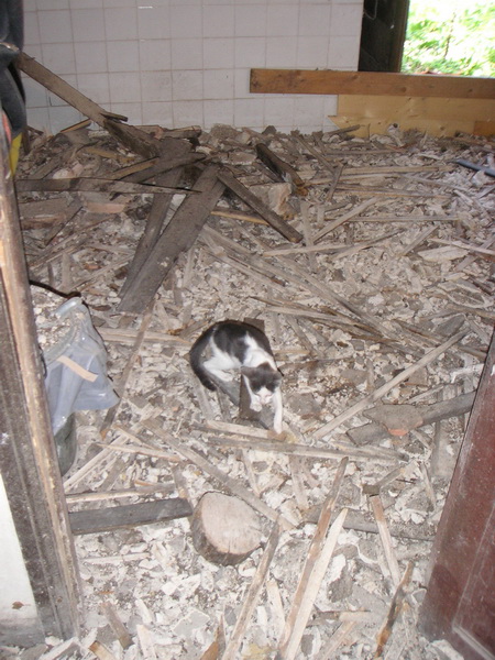Gato en obras