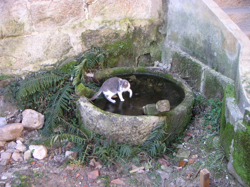 Gato en el agua