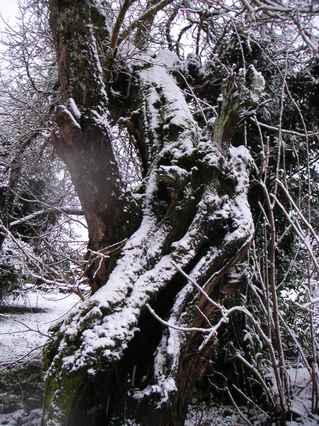 Arbol con Nieve